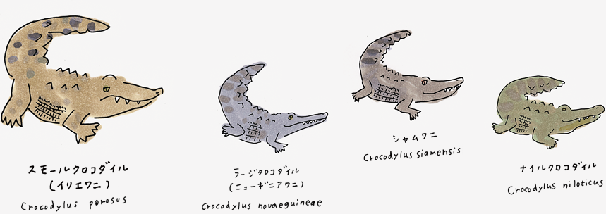 スモールクロコ
