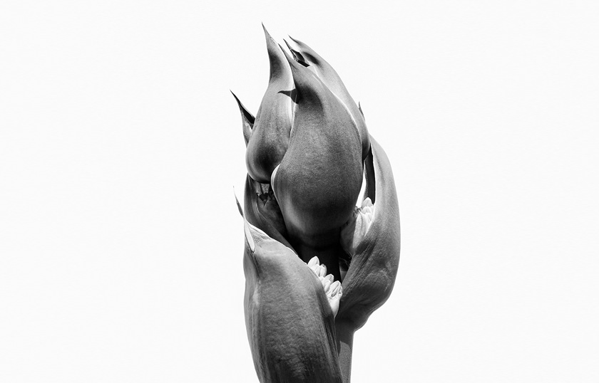 植物との出会い