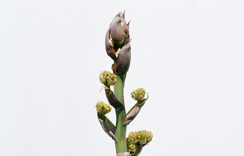 100年に一度咲く花