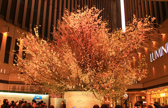 「桜を見上げよう。」 Sakura Project